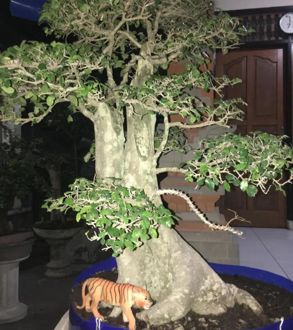 Homestay Nadialit Apartment Seminyak  Indonesia